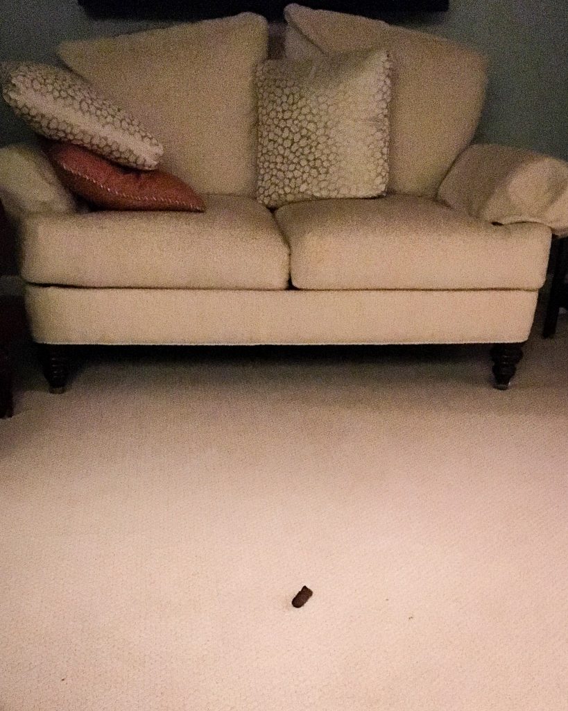 /img/2017/2017-05-06_Poop-on-carpet-819x1024.jpg